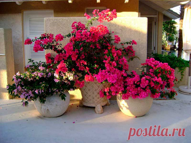 Комнатное растение Бугенвиллеа (Bougenvillea). Род, включающий около 18 видов тропических лиан и деревьев, назван в честь французского мореплавателя Л. Бугенвиля (1729-1811). В природе это - вьющаяся и лазающая лиана с ветвящимся стеблем. Бугенвиллею нередко выращивают для озеленения вертикальных поверхностей. Требует сильной обрезки осенью, когда большая часть листьев опадает. Цветение начинается весной, иногда осенью; интересны не сами цветки, а их ярко окрашенные прицветники.