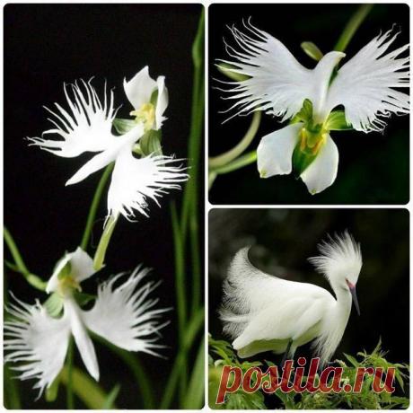 Орхидея Хабенария Радиата – Белая Цапля