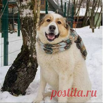 АйГыш