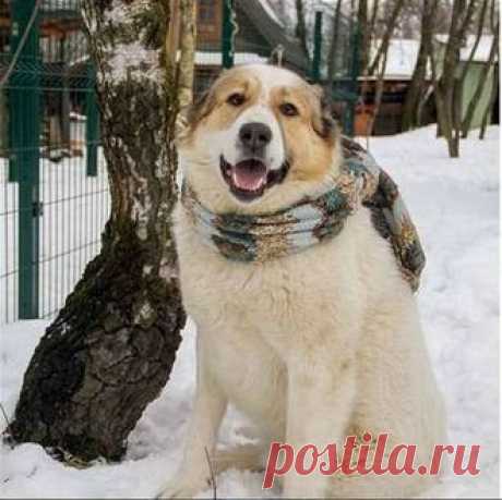 АйГыш