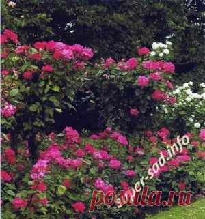 Обрезка роз.