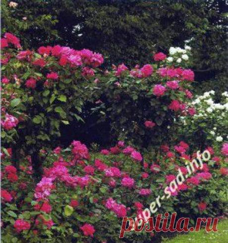 Обрезка роз.