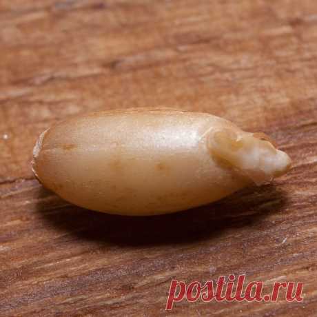 Приготовление солода | Домашний пивовар