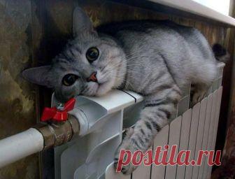 Кошачьей мерзлявости пост Несмотря на крутой обогрев в виде естественной шубы, коты любят где теплее.