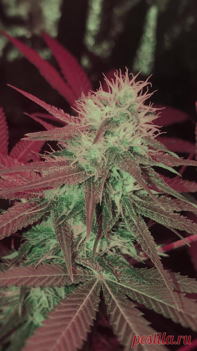 One month from harvest... lmk what you guys think #gardening #garden #DIY #home #flowers #roses #nature #landscaping #horticulture