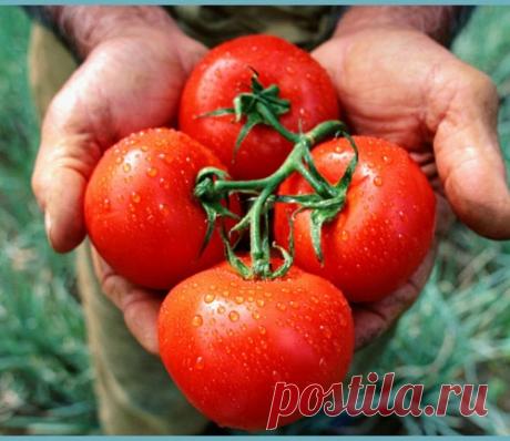 Пара главных условий, и никаких трещин на помидорах