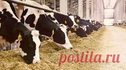 «Генетические эталоны»: в России создаётся единая племенная коллекция ценных сельскохозяйственных пород животных. Пять российских селекционных научных центров приступили к объединению своих генетических коллекций ценных пород животных в рамках единой информационной платформы. Учёные создают генетические эталоны и полные паспорта для каждой породы кур, овец, лошадей, свиней и пчёл. Наряду с описанием база содержит племенной материал, он сохраняется методом криоконсервации. Платформа будет…