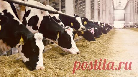 «Генетические эталоны»: в России создаётся единая племенная коллекция ценных сельскохозяйственных пород животных. Пять российских селекционных научных центров приступили к объединению своих генетических коллекций ценных пород животных в рамках единой информационной платформы. Учёные создают генетические эталоны и полные паспорта для каждой породы кур, овец, лошадей, свиней и пчёл. Наряду с описанием база содержит племенной материал, он сохраняется методом криоконсервации. Платформа будет…