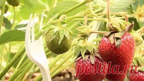 1 непрочитанный чат