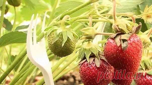 1 непрочитанный чат