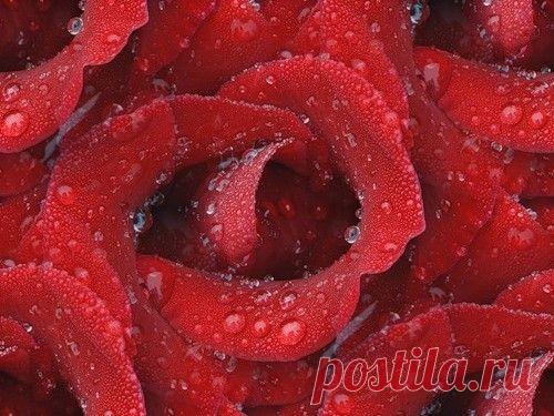 Фотографии Ариана Свет - 7973 фото в Моем Мире.