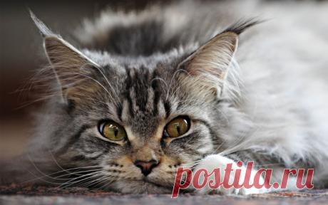 Maine Coon Cat Pictures - Maine Coon