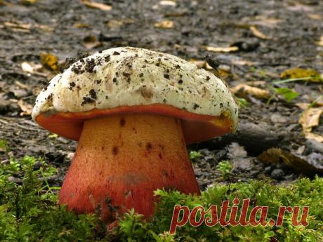 Гриб боровик: описание, где растет и когда собирать