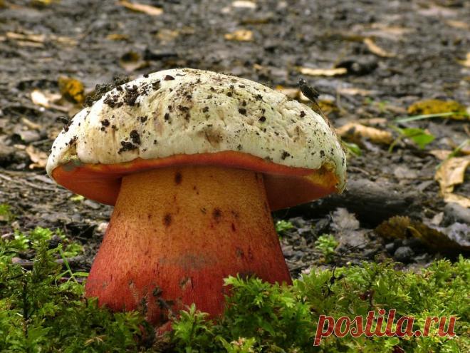 Гриб боровик: описание, где растет и когда собирать