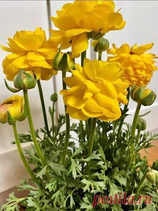 Доброго дня с позитивным цветом