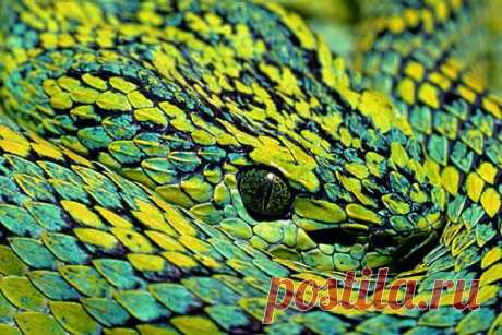 March's palm-pitviper (Bothriechis marchii), southeast Guatemala.