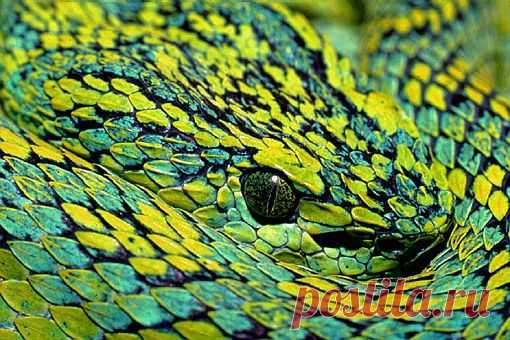 March's palm-pitviper (Bothriechis marchii), southeast Guatemala.