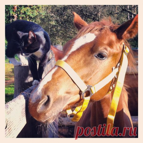 Водопад + котяра