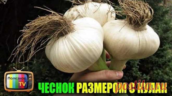 ЧЕСНОК БУДЕТ С КУЛАК ЕСЛИ СЕЙЧАС НЕ УПУСТИТЬ МОМЕНТ И СДЕЛАТЬ ЭТО