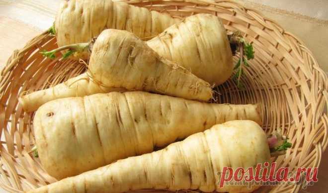 9 полезных продуктов, о которых незаслуженно забыли Репа, редька, хрен – когда-то эти и другие продукты пользовались большой популярностью у наших предков, являясь не только пищей, насыщающей организм, но и лекарственными средствами, исцеляющими от мно...
