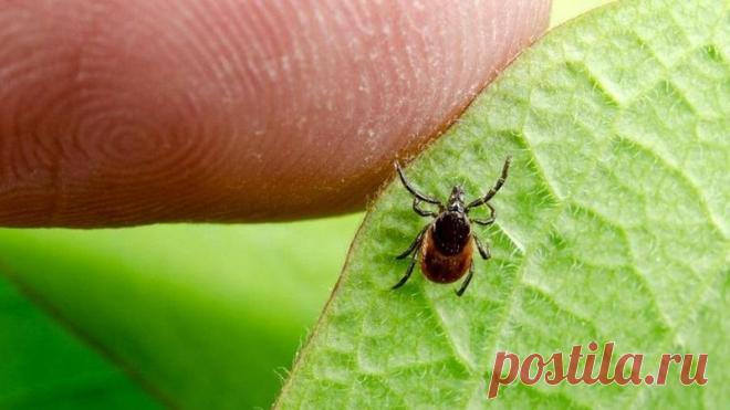 Простая хитрость, которая избавит вас от надоедливых клещей на природе