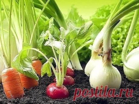 (54) Одноклассники