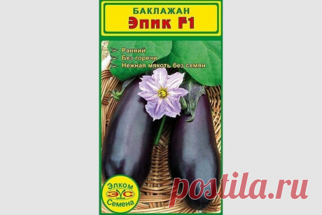 Баклажан Эпик: характеристики сорта, фото, посадка, уход, отзывы