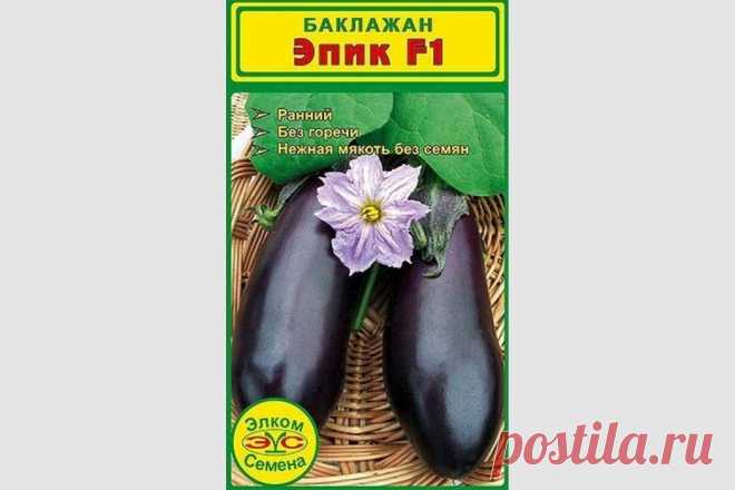 Баклажан Эпик: характеристики сорта, фото, посадка, уход, отзывы