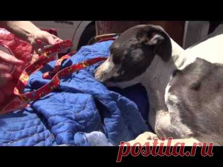 Спасение травмированного питбуля.