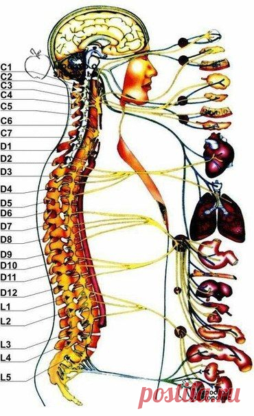 Жалобы при болях отдельных позвоночников и что это означает