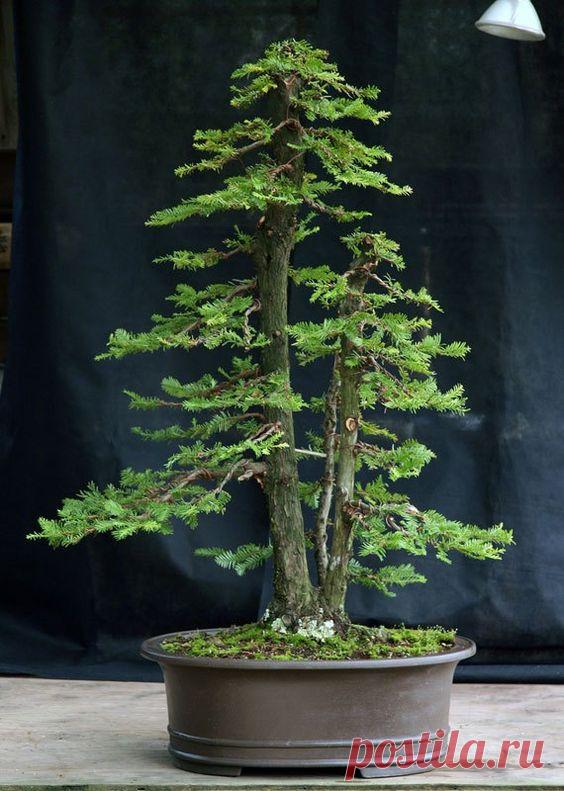 bonsai redwood tree (12)  |  Pinterest • Всемирный каталог идей