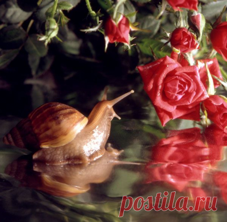 С днем рождения , дорогая  Ирочка!