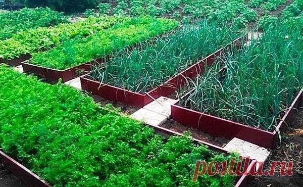 Оцинкованные грядки, варианты с полимерным покрытием, фото, видео Оцинкованные грядки – возможность увеличить урожай и украсить участок. Различные размеры и оттенки полимерных конструкций позволят выбрать оптимальный вариант.