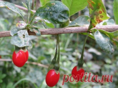 Ягоды годжи — лечебные свойства китайской лебеды