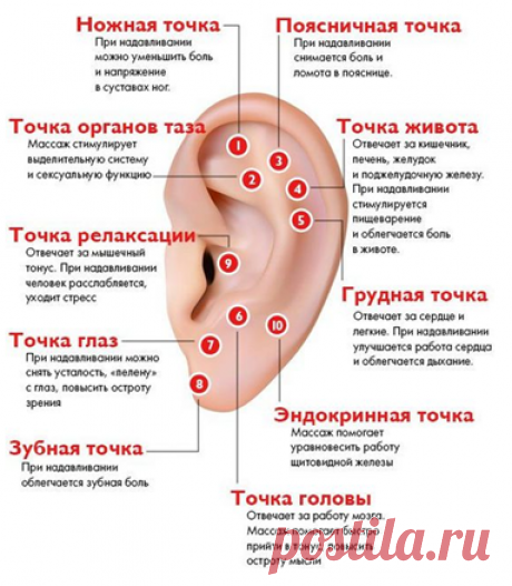 Массаж ушей
- активные точки на ушах и фото с надписями проекций органов, эндокринная точка и точка обезболивания