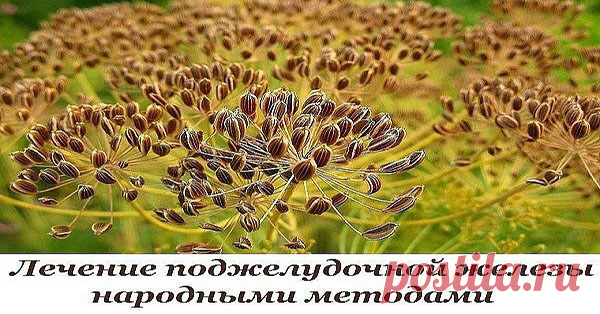 Как лечить поджелудочную железу народными методами