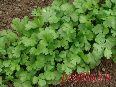 Садик пряных трав: ароматное украшение дачного участка | Огород без хлопот