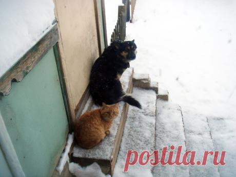 Кореша
