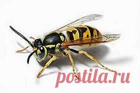 Не боимся насекомых! | Друг пенсионера
Я выросла в деревне, где не было ни больницы, ни врачей. Да и вообще на такие мелочи, как укусы комаров или слепней, мы внимания не обращали