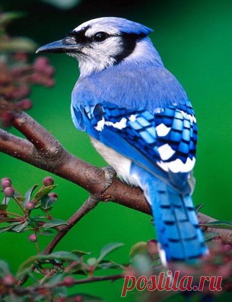 ♥ ЖИВОТНЫЕ ♥ ПРИРОДА ♥
