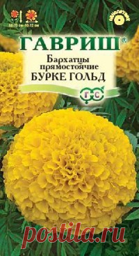 Бархатцы прямостоячие "Бурке Гольд"