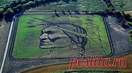 Агроживопись. Самые большие картины в мире от художника Стэна Херда. В качестве холста он использует поля, а кистью служит трактор.
