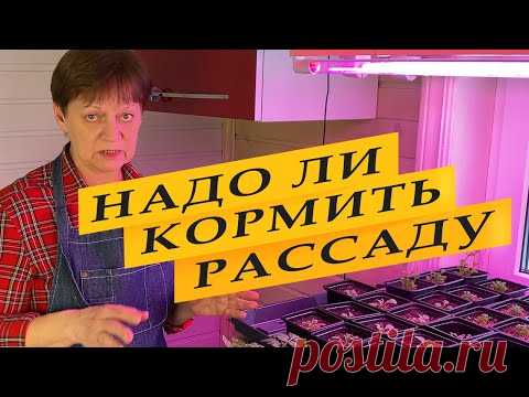 Рассада. Кормить или не кормить - YouTube
