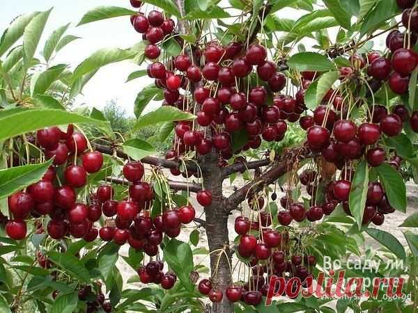 ЕСЛИ ВИШНЯ НЕ ПЛОДОНОСИТ И КАПРИЗНИЧАЕТ