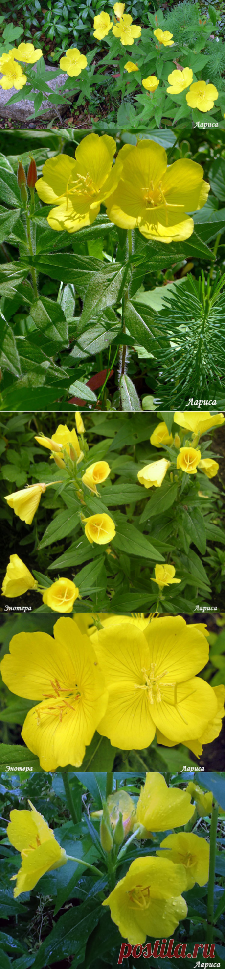 Энотера - &quot;ночная свеча&quot; или &quot;ослинник&quot;.