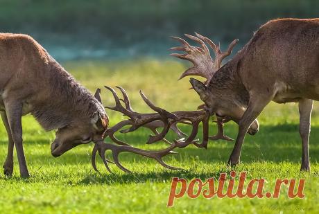 35PHOTO - Tamara Patrejeva - Гон