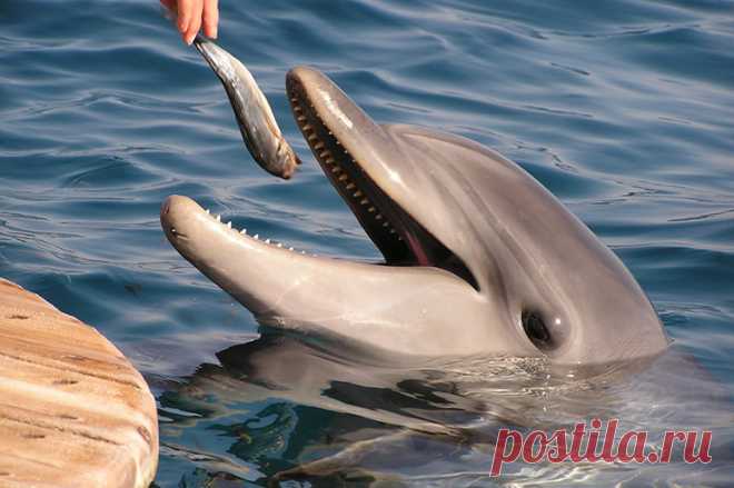 Сонник Дельфин — 70 значений ✔️ Видеть во сне Дельфина в воде, море женщине, мужчине
