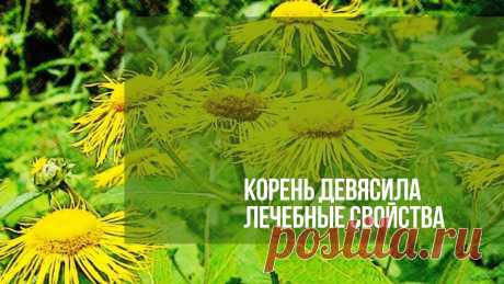 Девясил лечебные свойства. Девясил – это травянистое многолетнее растение, относящееся к семейству астровых. Согласно древнерусским поверьям, траву назвали именно так, поскольку её корневище обладало…