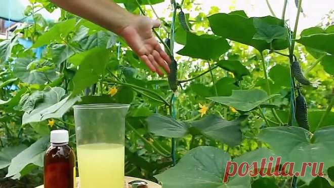 КОПЕЕЧНЫЙ РАСТВОР ДЛЯ ОГУРЦОВ – ПРОФИЛАКТИКА БОЛЕЗНЕЙ И ВРЕДИТЕЛЕЙ