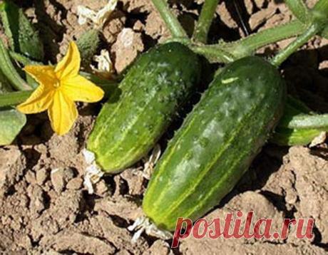 Почему гниют корни у огурцов?
